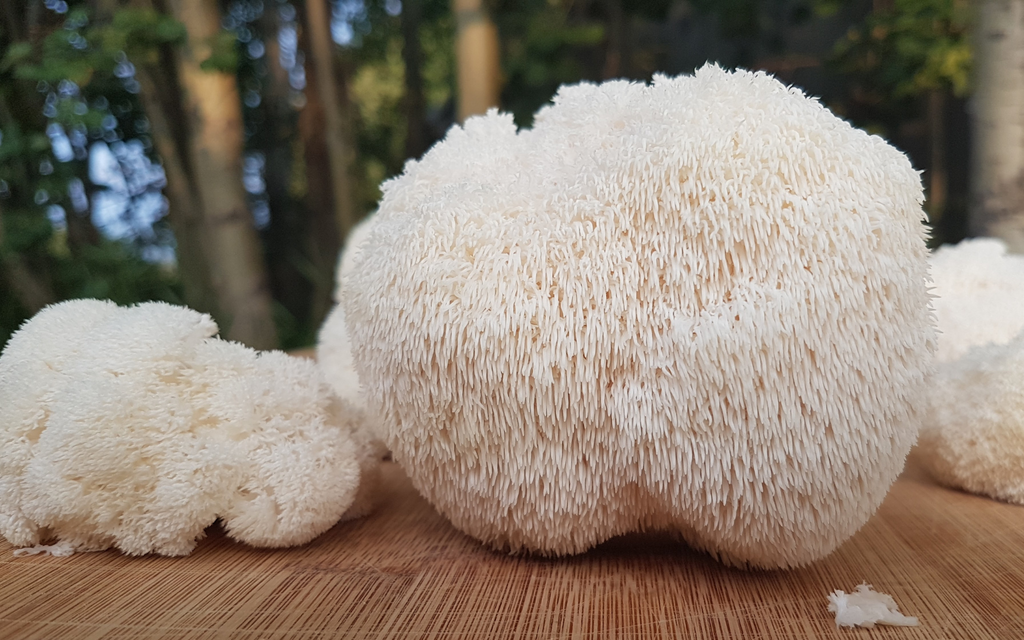 Unlocking the Health Benefits of Lion's Mane Mushroom