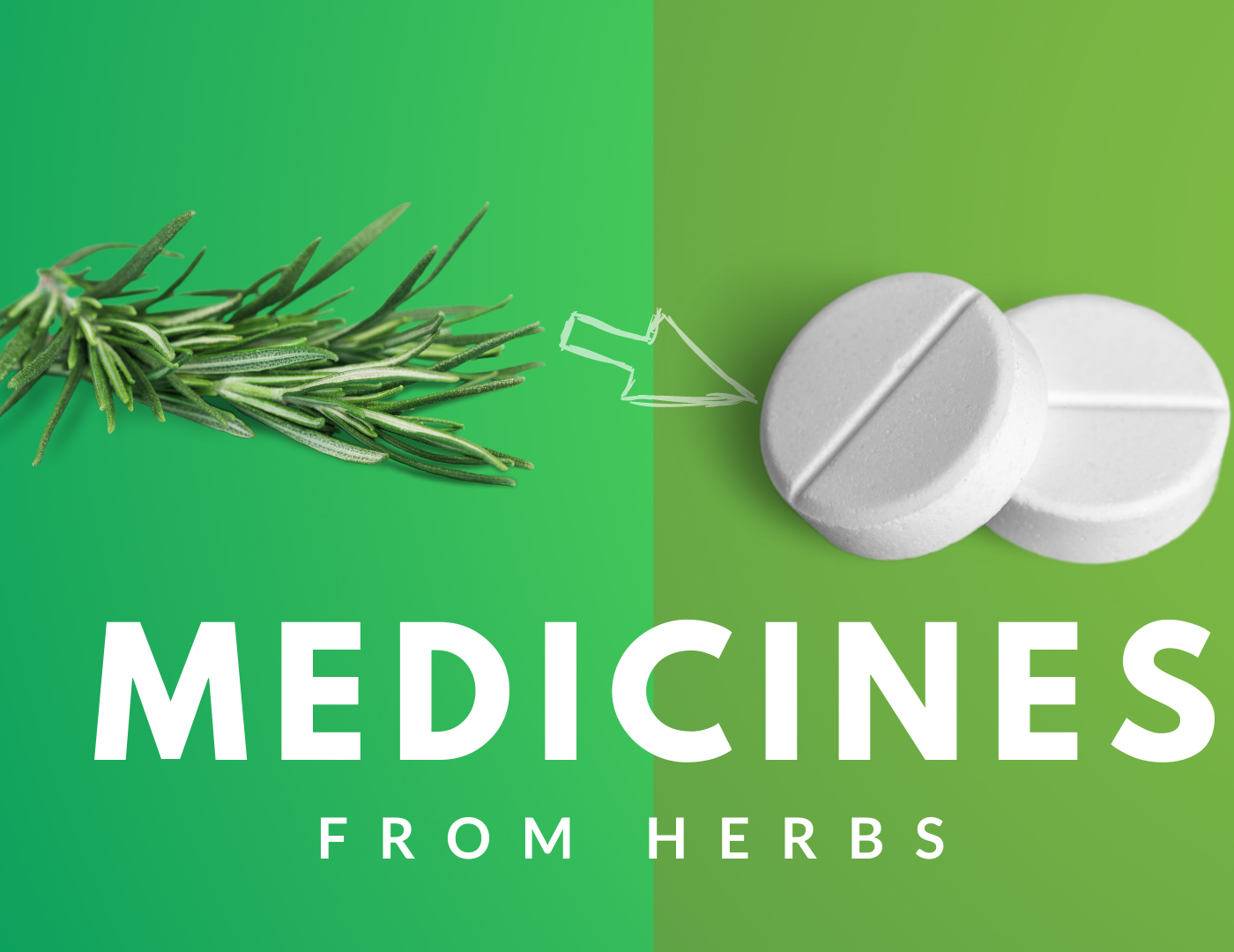 3-popular-medicines-that-originated-from-herbs-herby-box